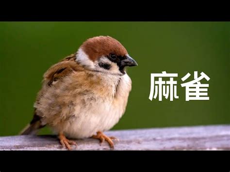 麻雀一直來|麻雀是保護動物嗎？麻雀飛進家裡預示什麼？屋檐下麻雀搭窩好不。